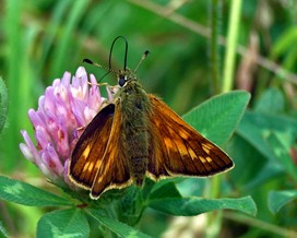 Large skipper butterfly