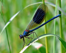 Banded demoiselle dragonfly
