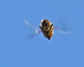 Hoverfly