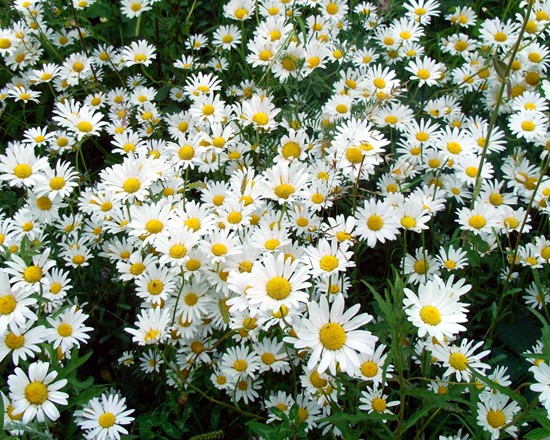 Dog daisies