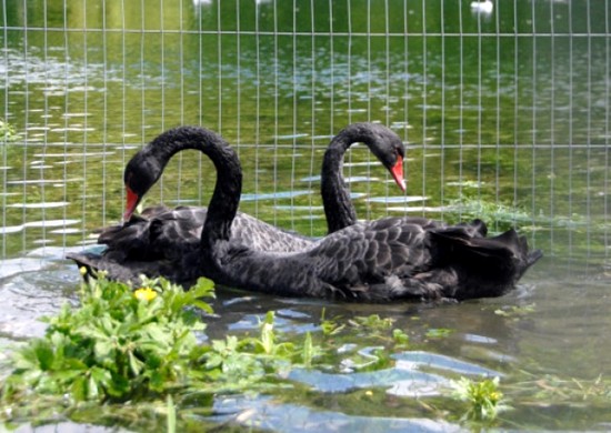 Photograph from May 2012 courtesy The Local newspaper