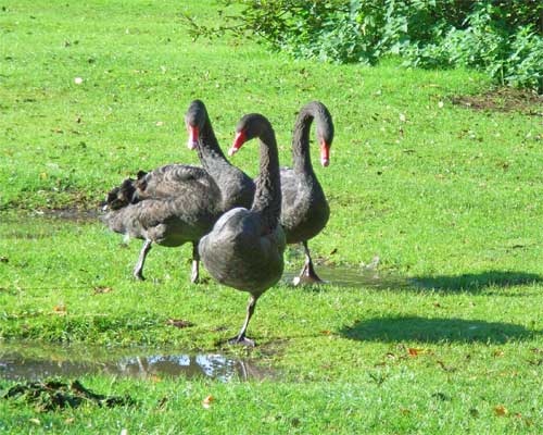 Photograph courtesy Geoff Bell