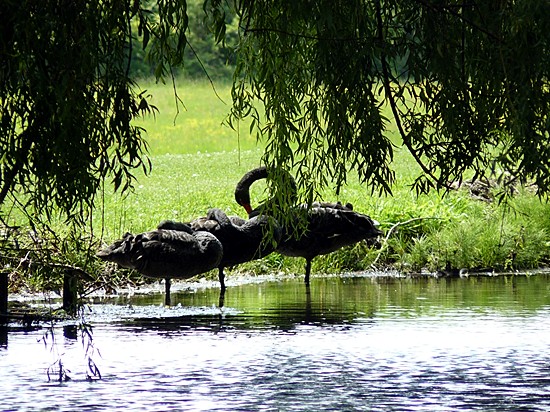 Photograph from June 2012 courtesy Geoff Bell