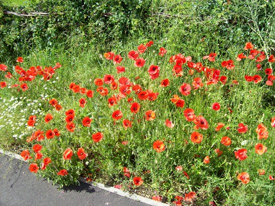 Photographed in June 2007