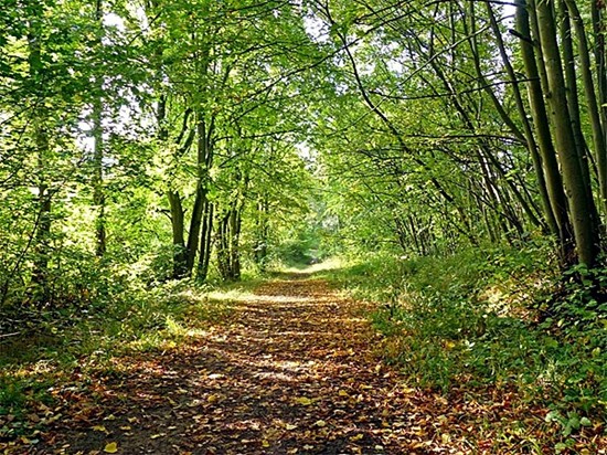Photographed in Oct ober 2013 by Geoff Bell