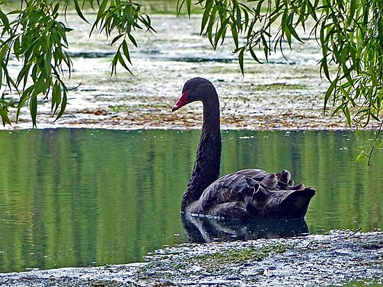 Photographed in May 2014 by Geoff Bell