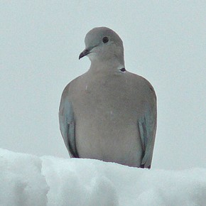 Photographed by Geoff Bell