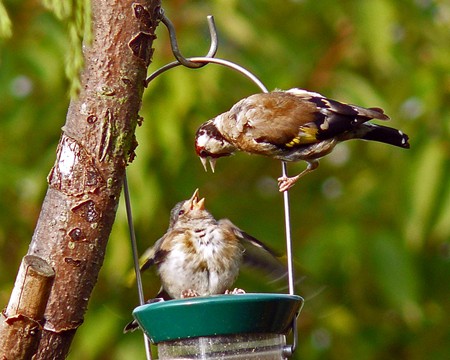 Photographed by Geoff Bell