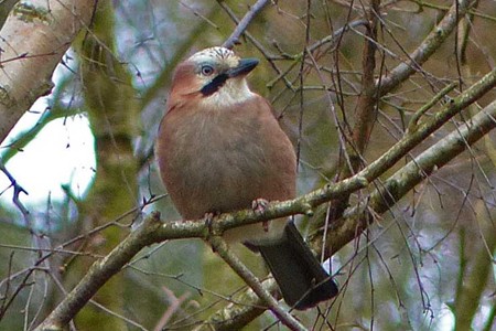 Photographed in January 2015 by Geoff Bell