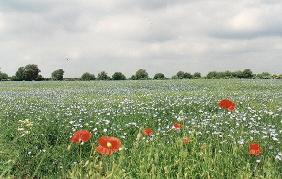 Photographed in June 1999