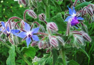 Borage in flower