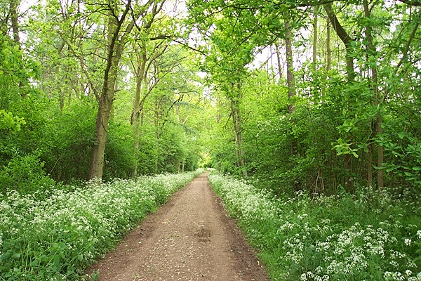 Cow parsley in Bourne Wood