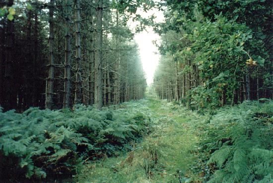 Conifer plantation