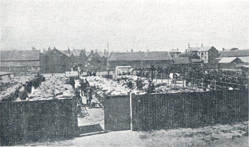 Cattle market in 1910