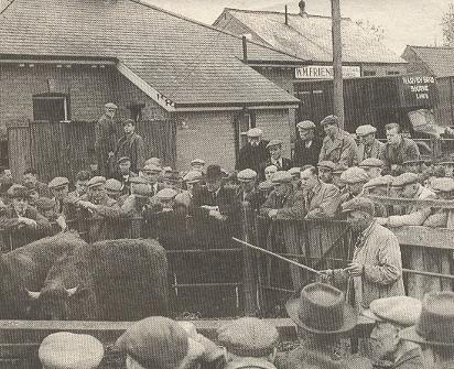 The cattle market in 1950