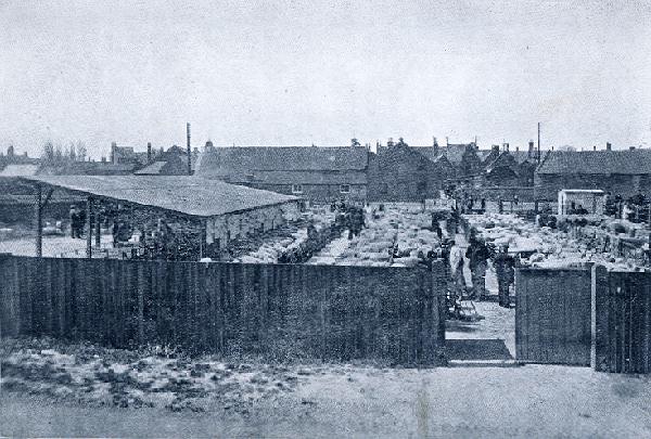 Cattle market in 1909