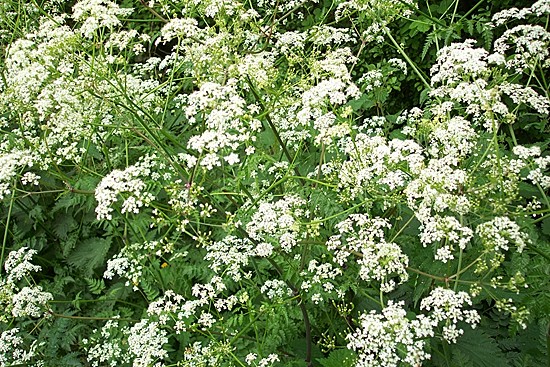 Cow parsley