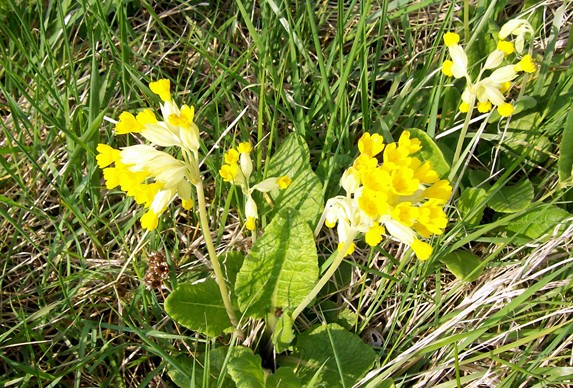 Cowslips