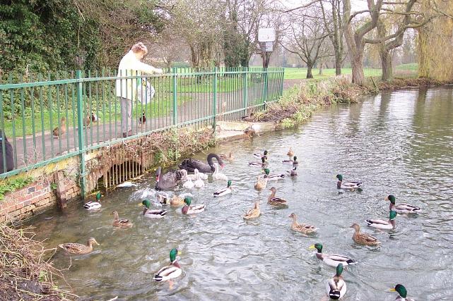 Feeding the ducks