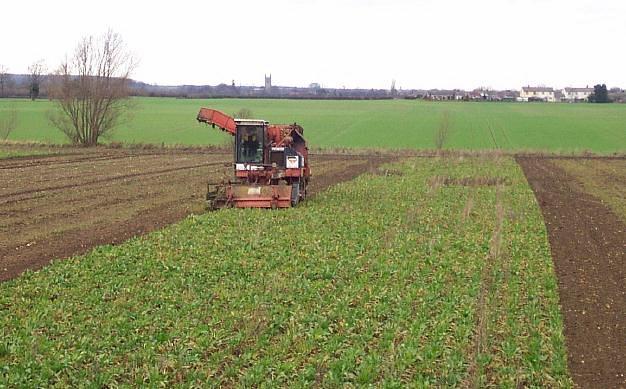 The sugar beet harvest underway