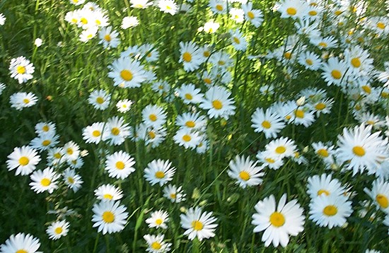 Dog daisies