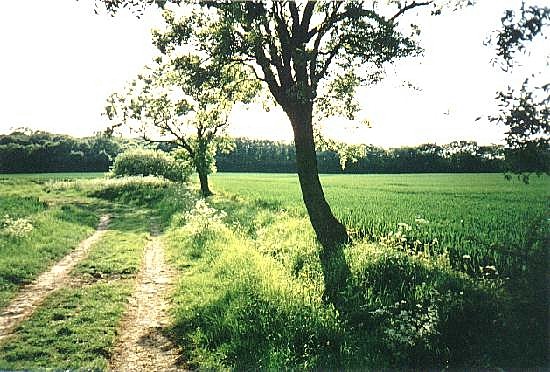 Photographed 1999