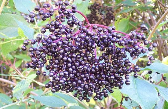 Elderberries