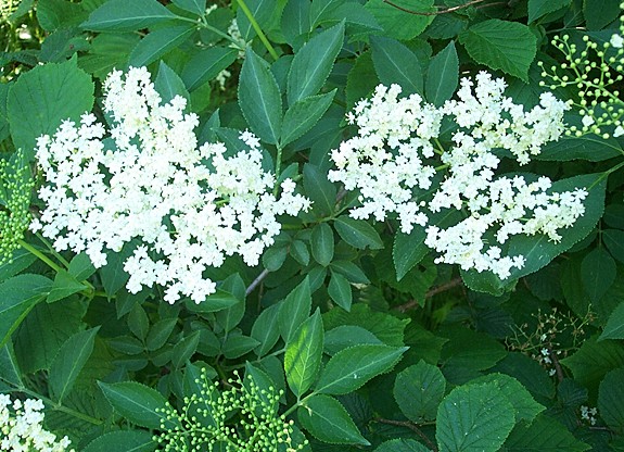 Elder flower