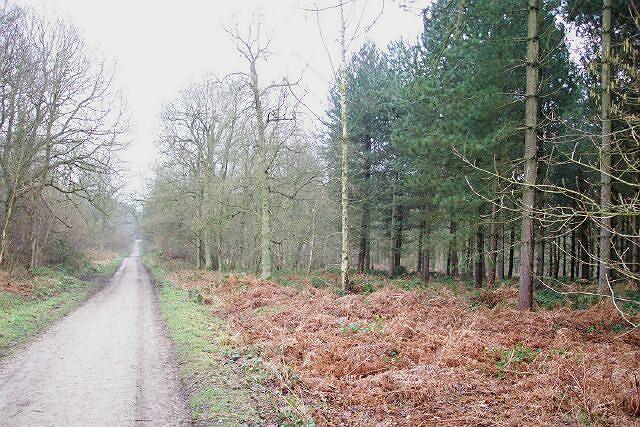 Bourne Wood in Feb 2003