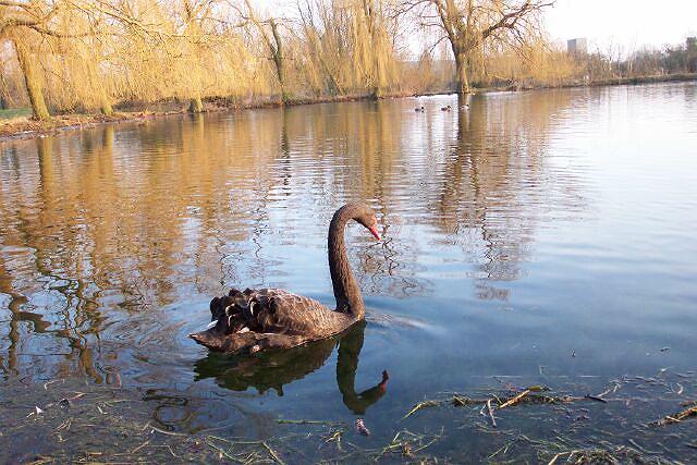 Black swan on St Peter's Pool