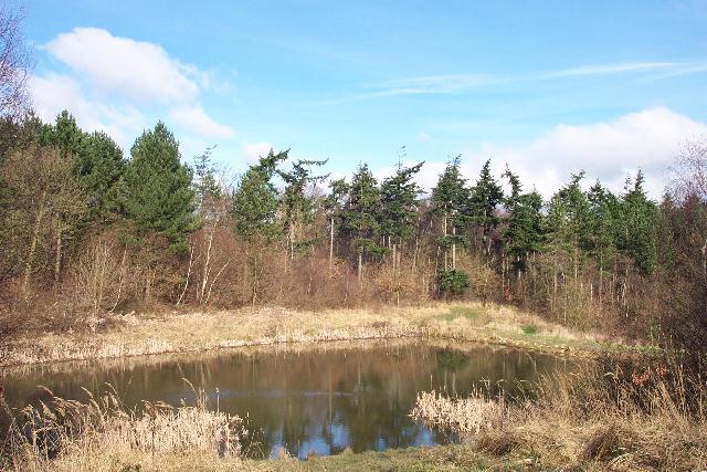 Bourne Wood in winter