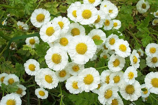 Feverfew