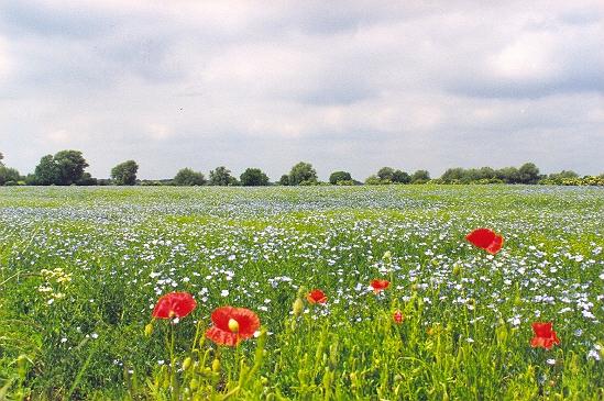 Flax growing near Wilsthorpe
