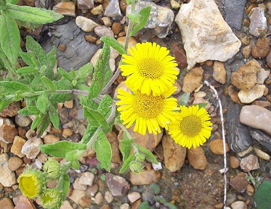 Common fleabane