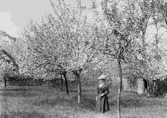 Orchard at The Hollies