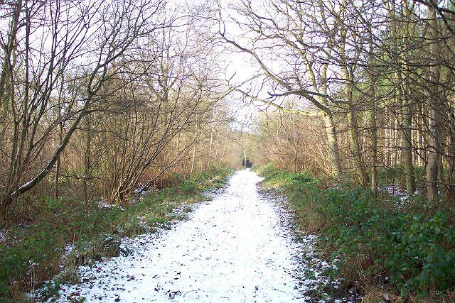 Bourne Wood in winter