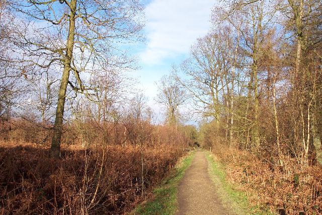 Winter in Bourne Wood