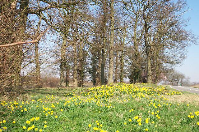 Daffodils in Morton lay-by.