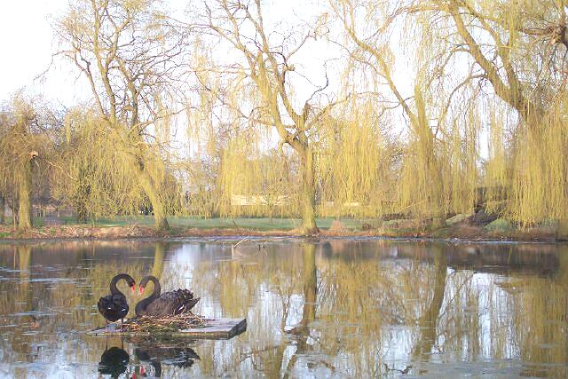 Black swans nesting on St Peter's Pool.