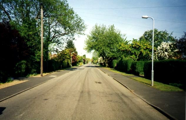 Lilac in Mill Drove