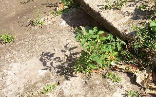 Churchyard weeds