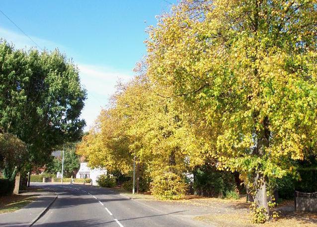 Autumn lime trees in West Road