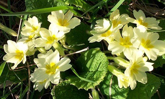 Primroses in Irnham churchyard