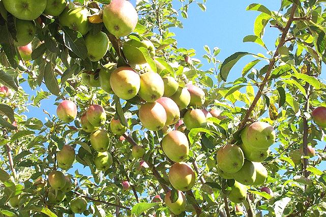 Apples in Stephenson Way