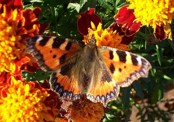 Small tortoishell on patio September 2005