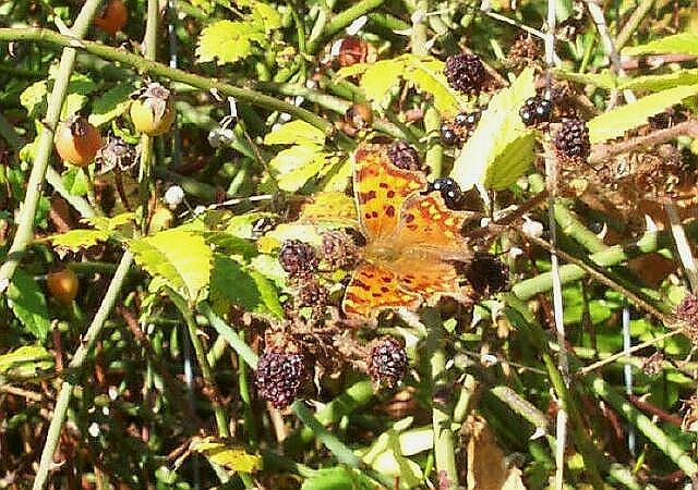 Comma butterfly in Bourne Wood