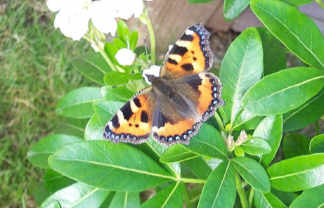 Small tortoiseshell