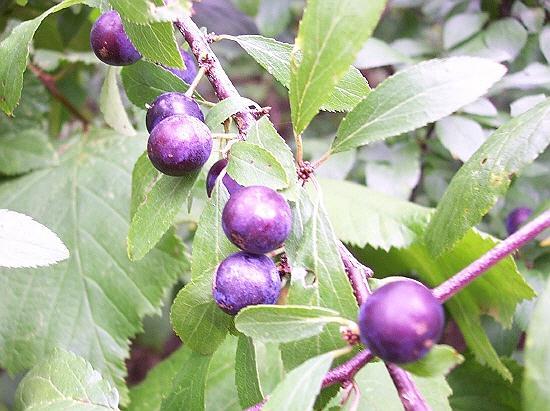 Sloes in Bourne Wood