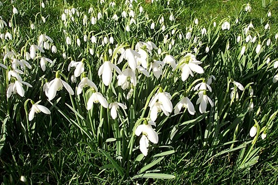 Snowdrops