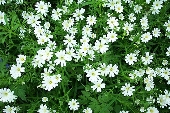 Greater stitchwort